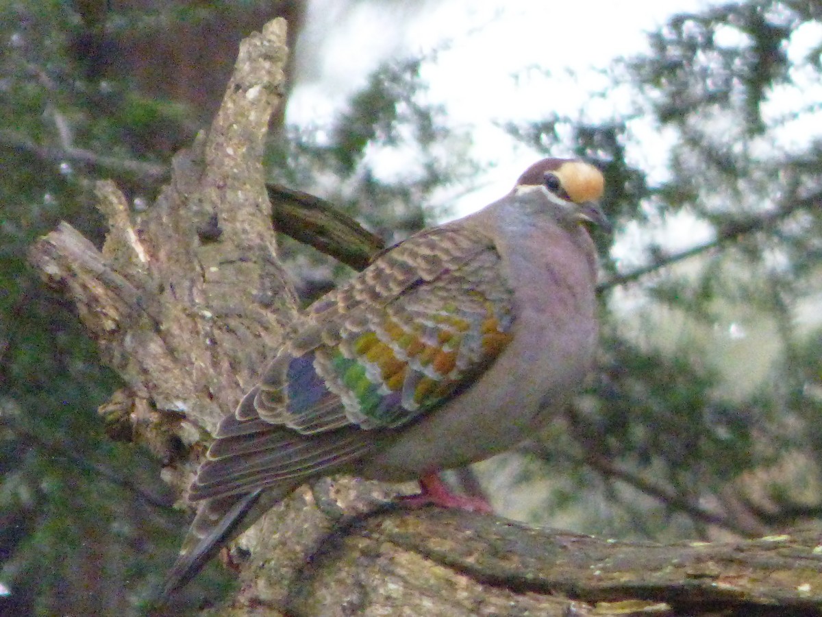 Common Bronzewing - ML341363131