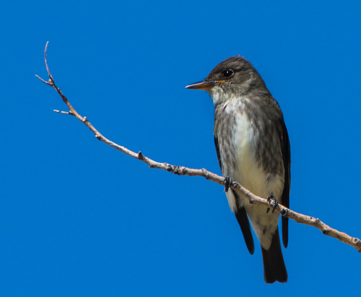 Olive-sided Flycatcher - ML341365171