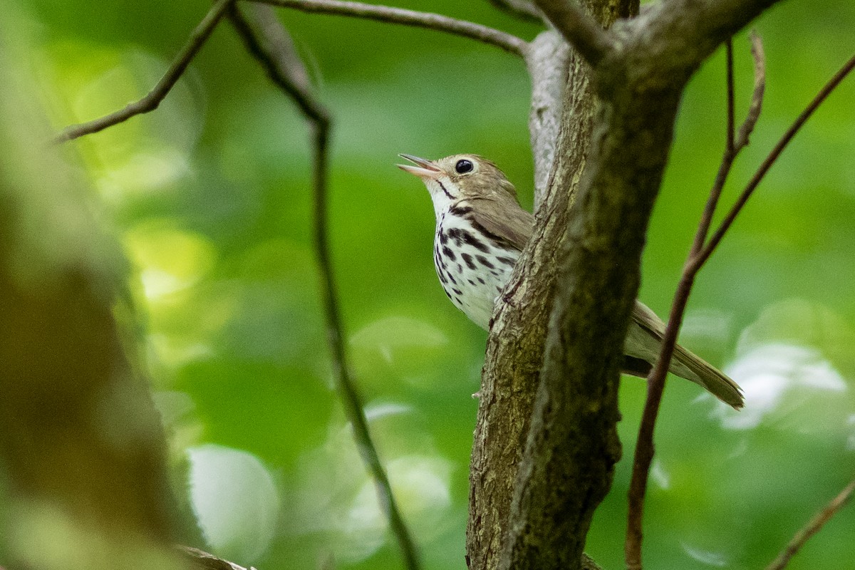 Ovenbird - Tom Blevins