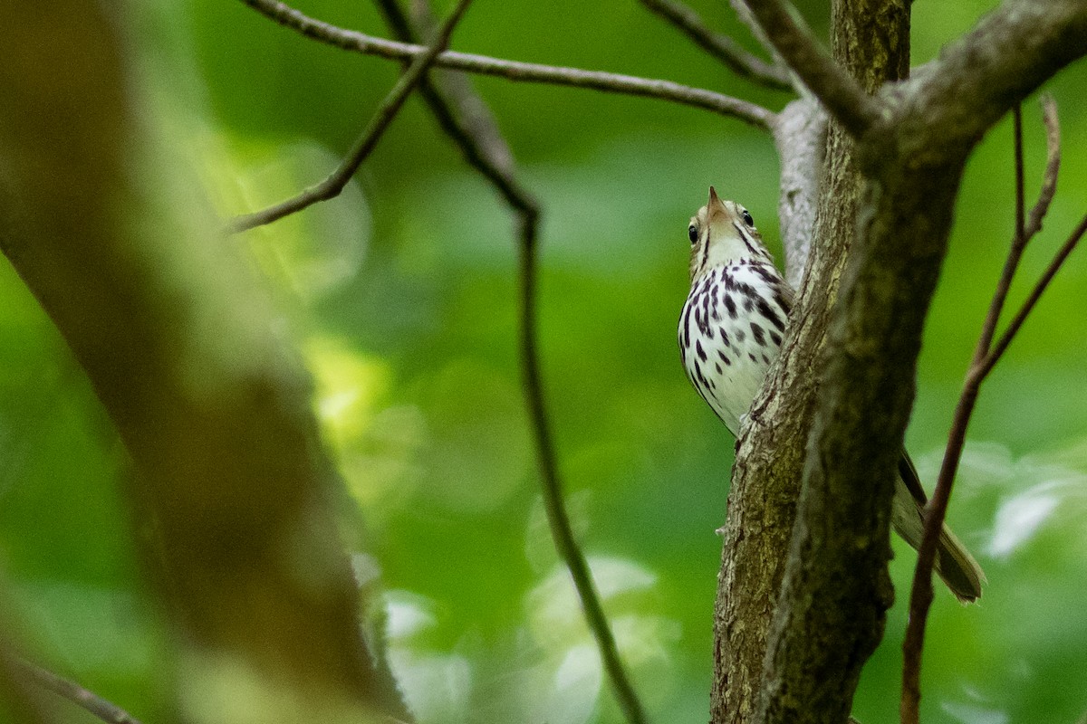 Ovenbird - Tom Blevins