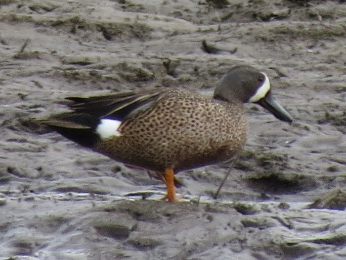 Blue-winged Teal - Dustin Johnston