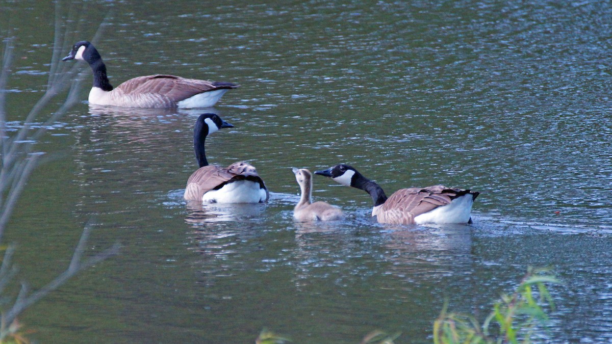 Canada Goose - ML341371951