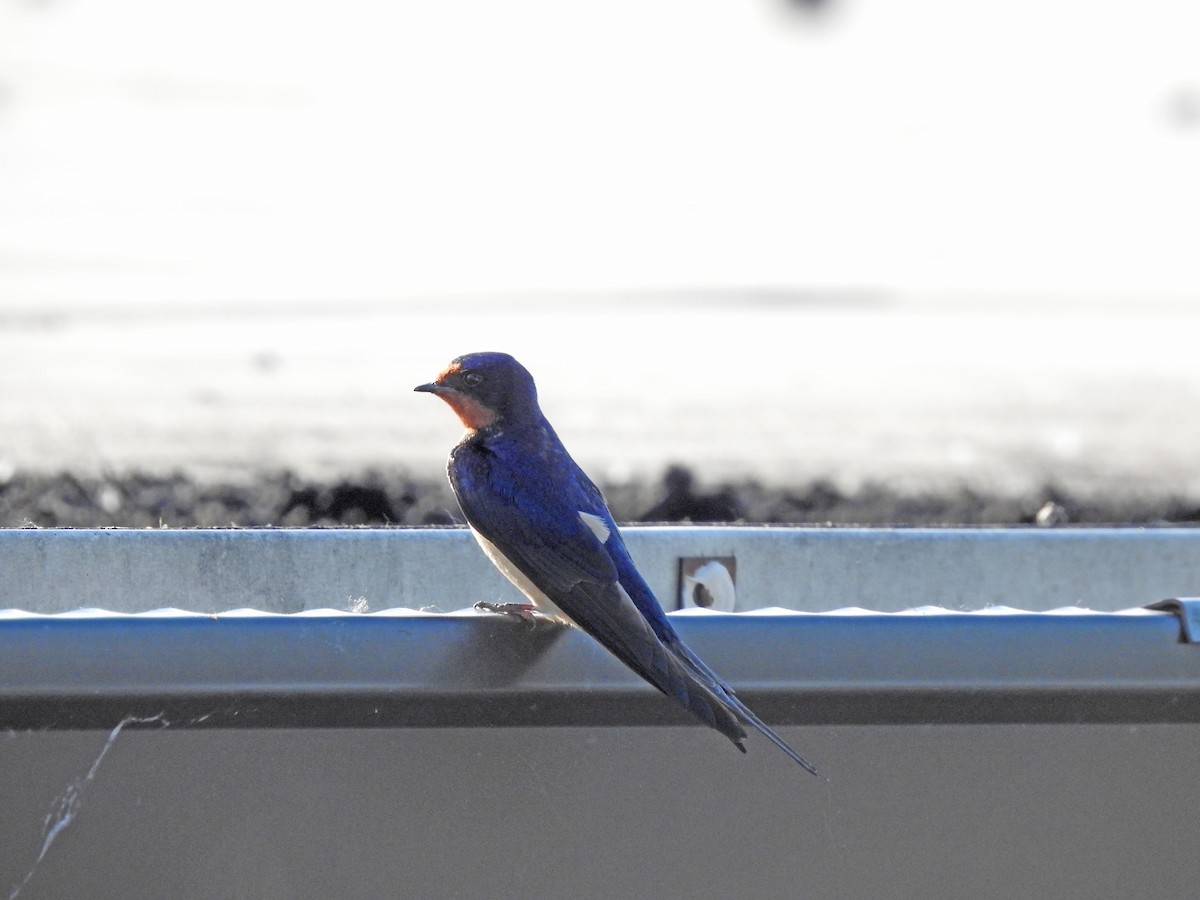 Barn Swallow - ML341372261