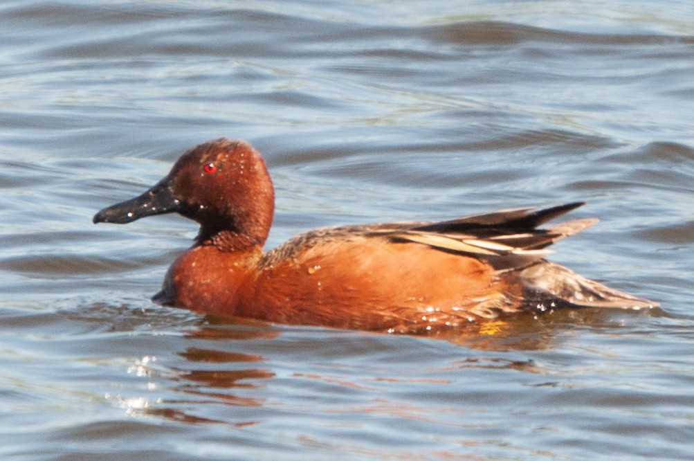 Cinnamon Teal - Peter North