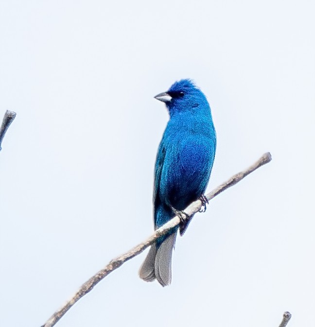 Indigo Bunting - ML341372721