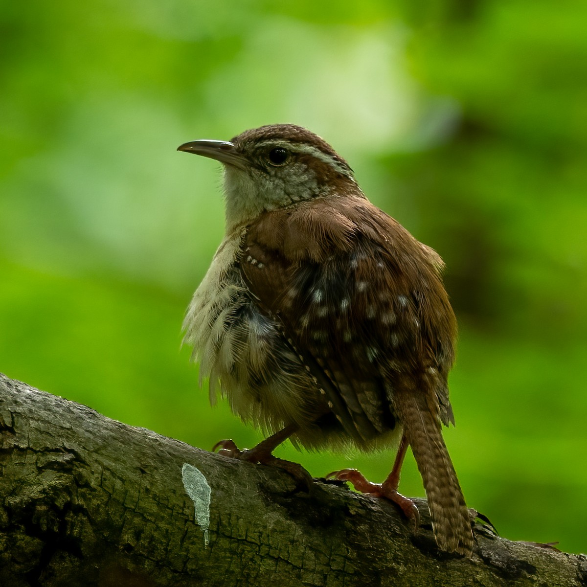 Carolina Wren - ML341373001