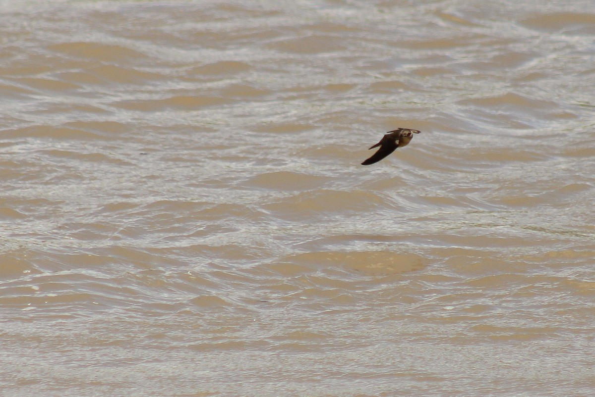 Northern Rough-winged Swallow - ML341373101