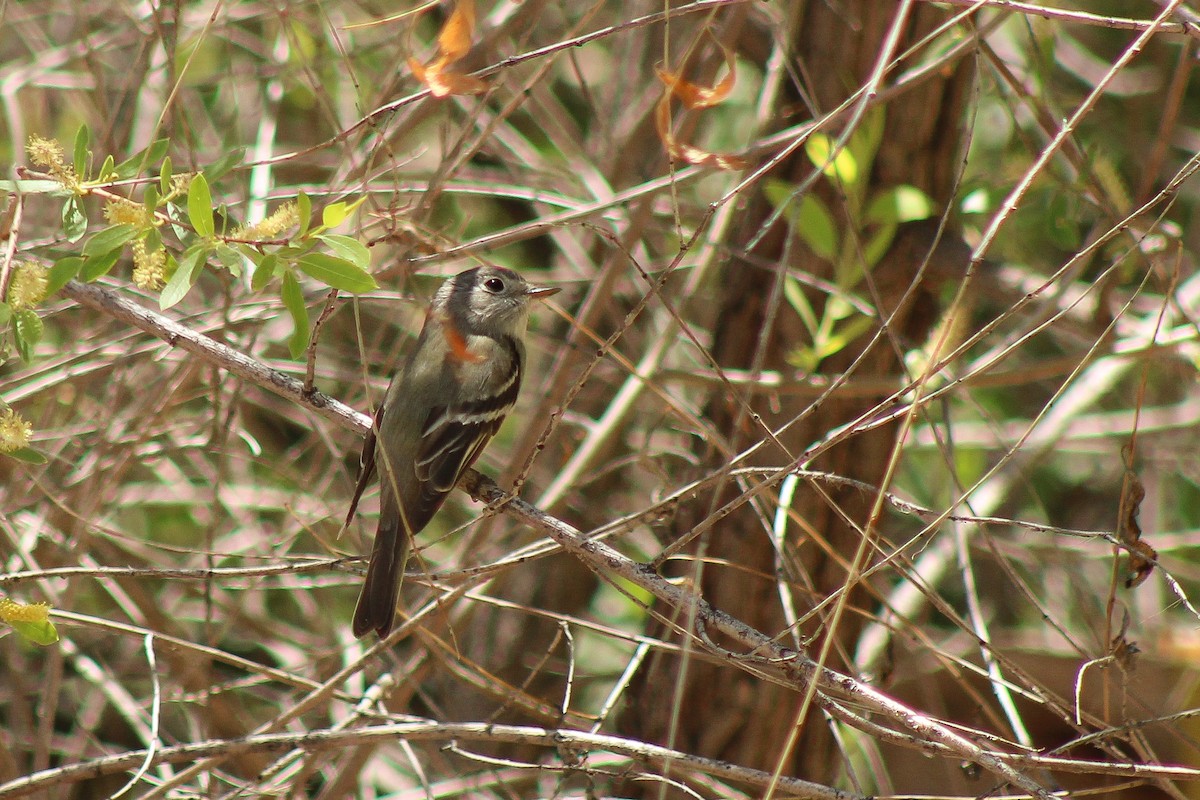 Hammond's Flycatcher - David Lerwill