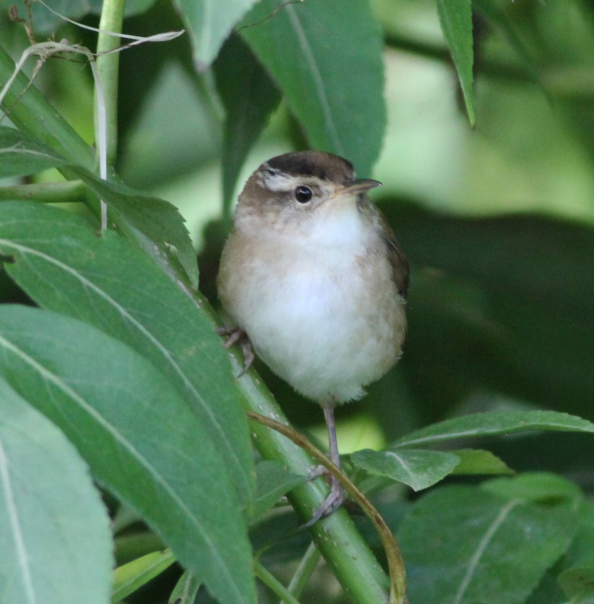 Marsh Wren - ML341374031