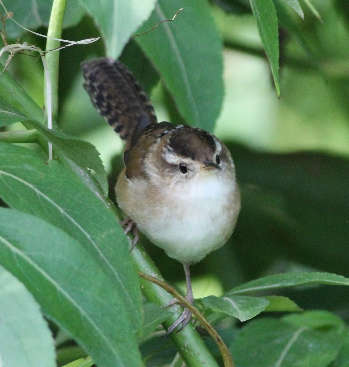 Marsh Wren - ML341374071