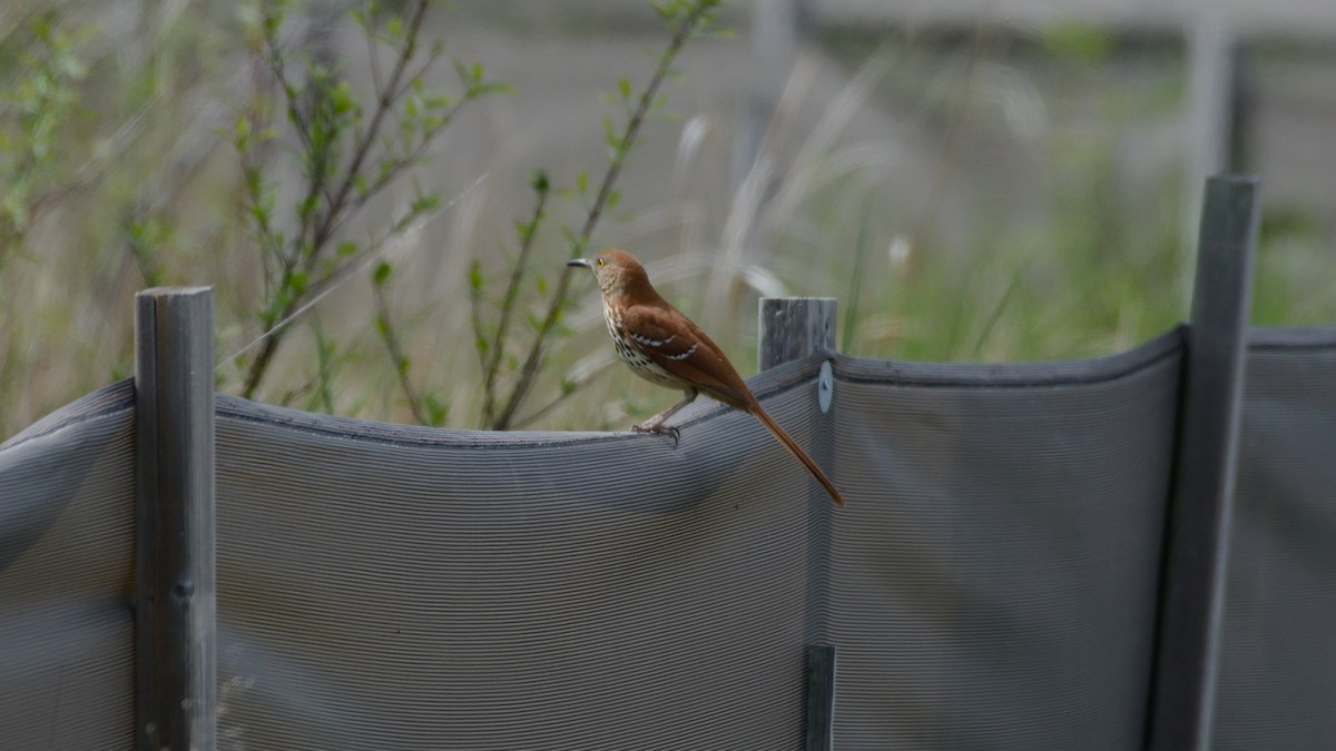 Brown Thrasher - ML341374171