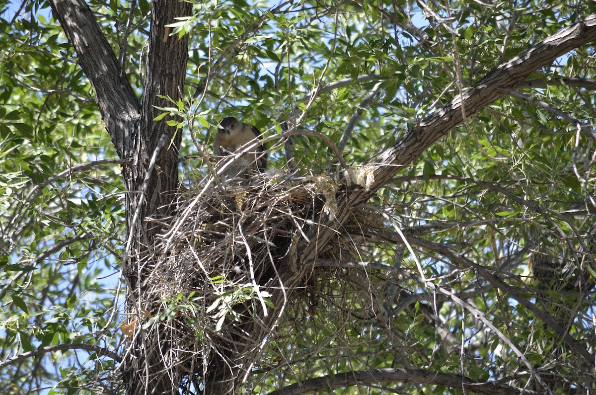 Cooper's Hawk - ML341375281