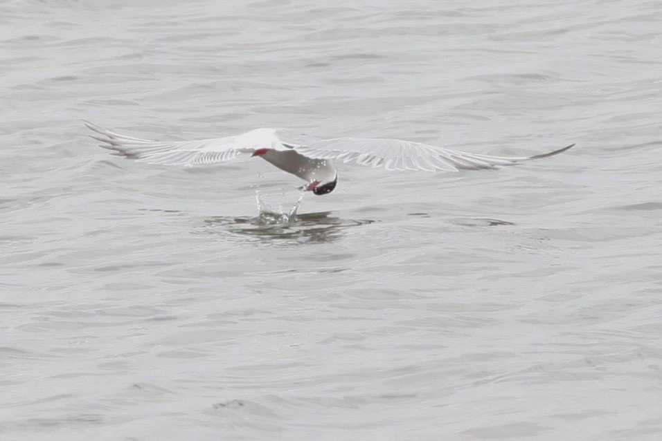 Forster's Tern - ML341377831