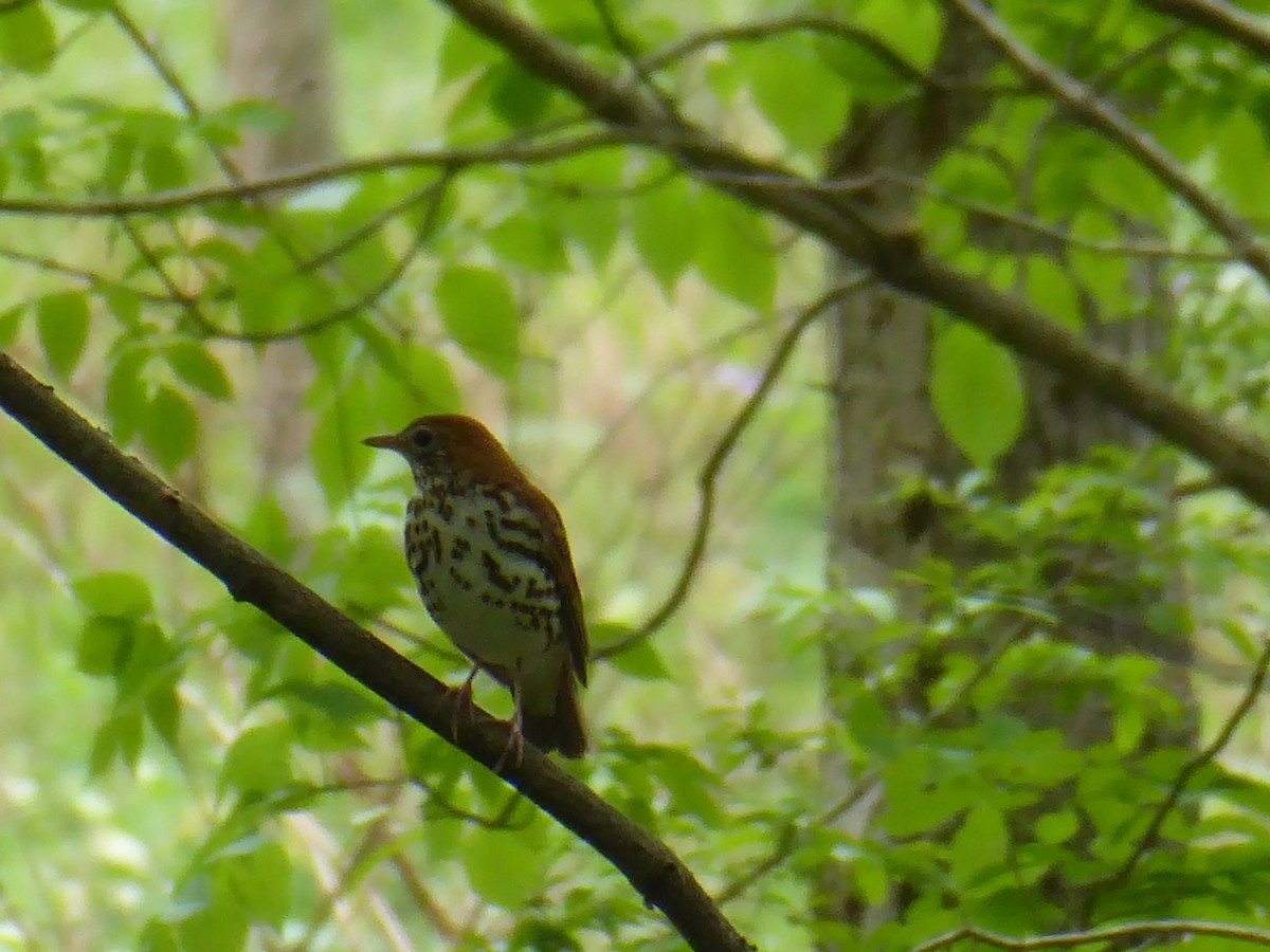 Wood Thrush - ML341379341