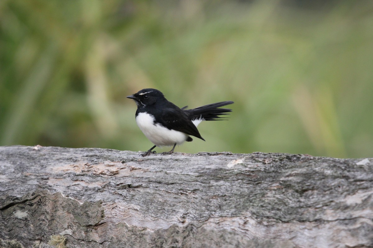 Willie-wagtail - ML341381901