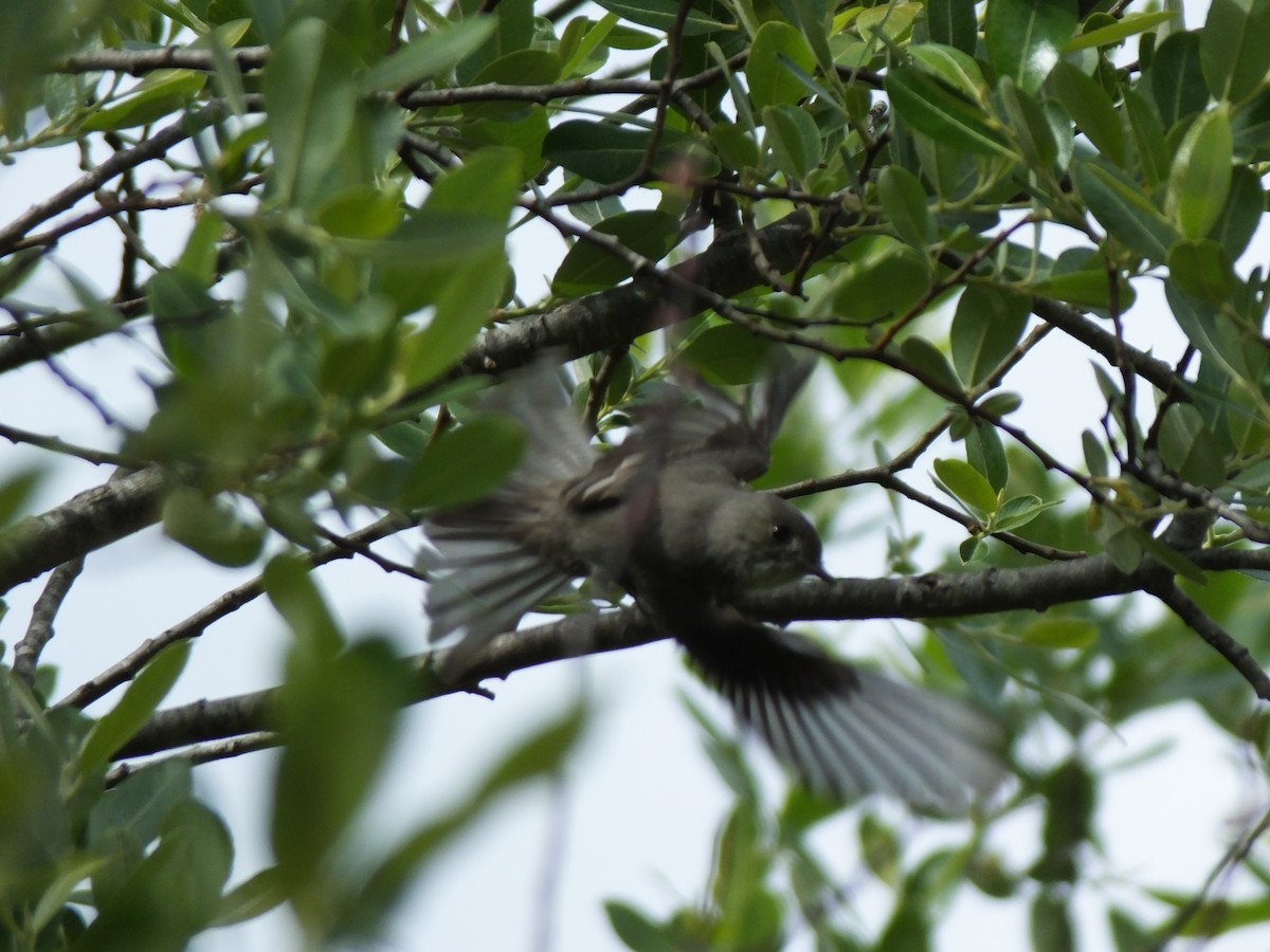 Western Wood-Pewee - ML341382141