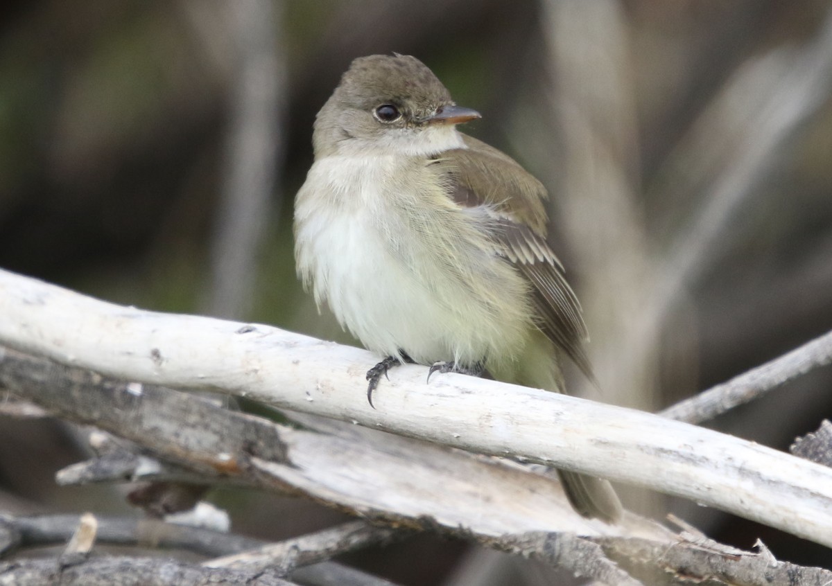 Willow Flycatcher - Tom Forwood JR