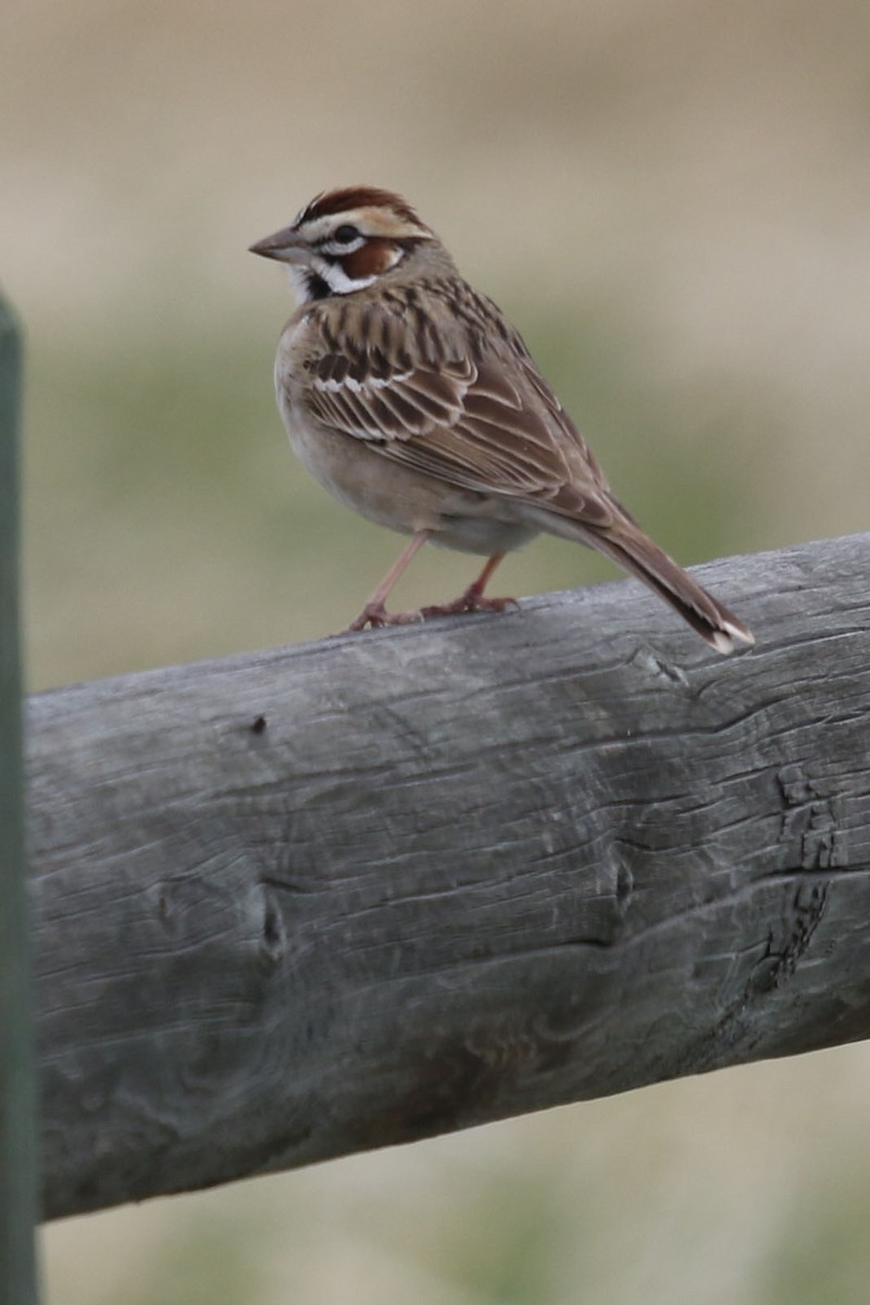 Lark Sparrow - ML341383111