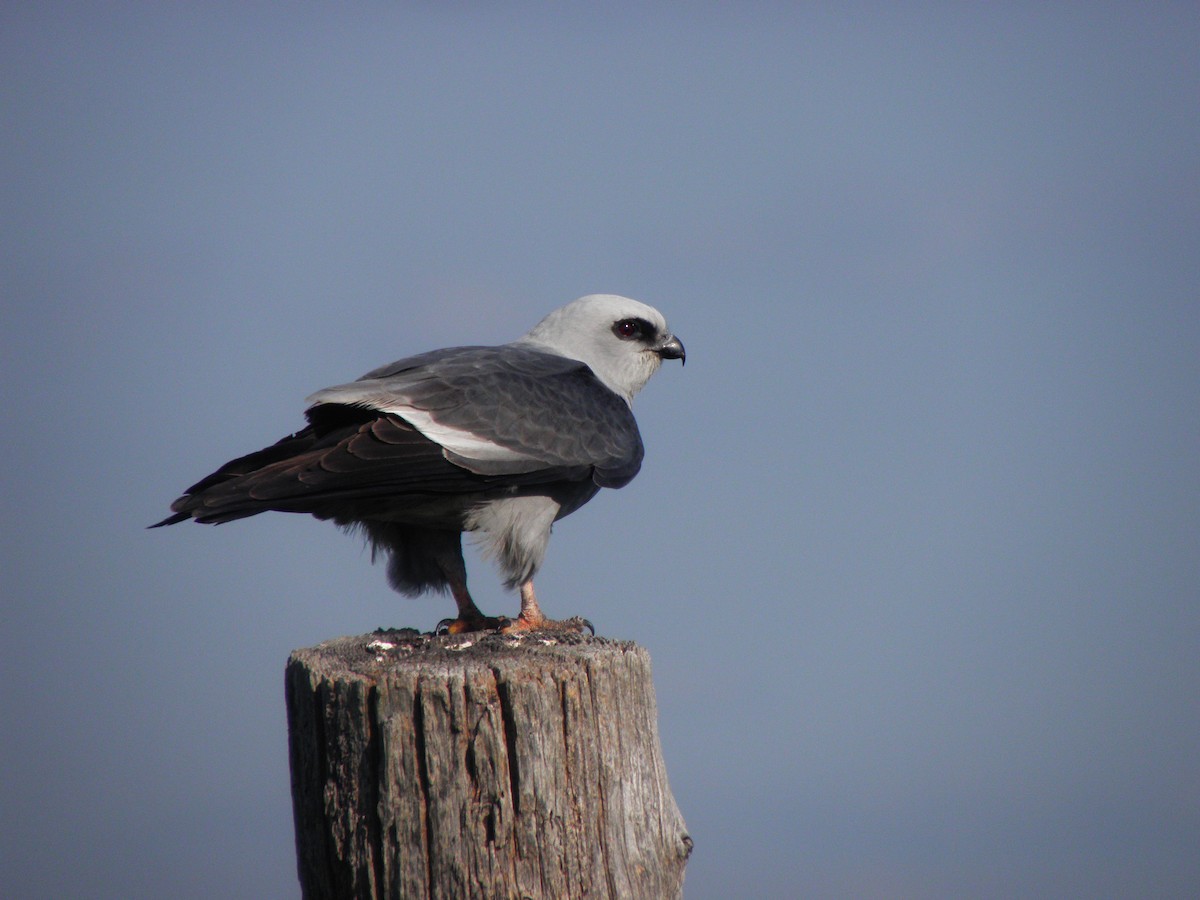 Mississippi Kite - ML341384351