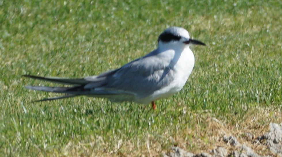 Forster's Tern - ML341386411