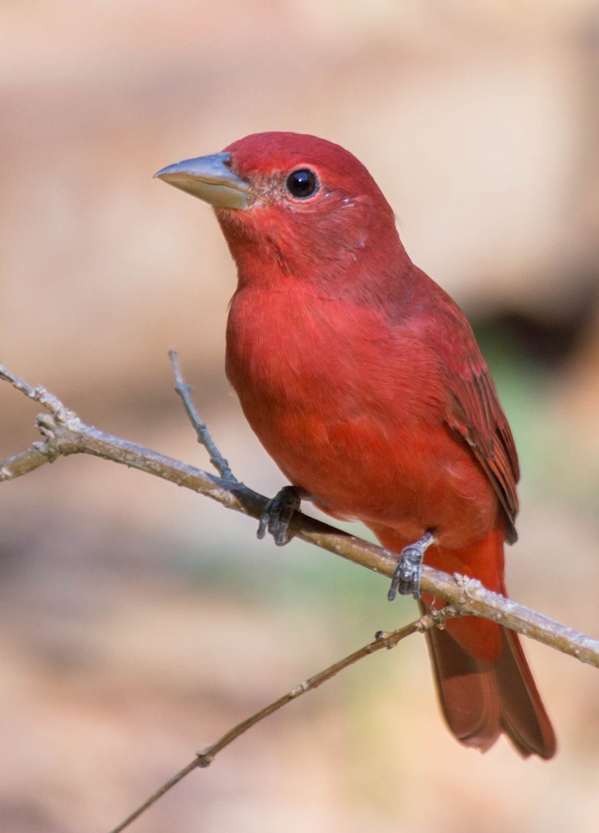 Summer Tanager - ML34138681