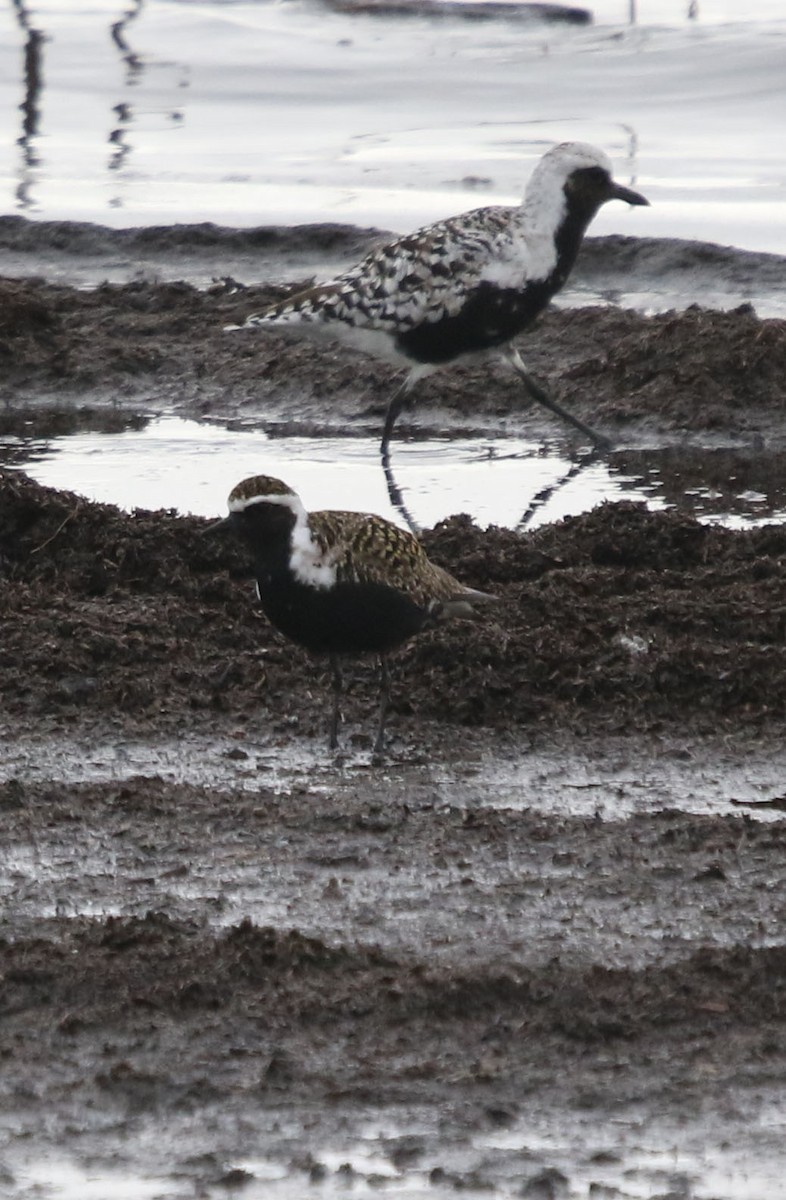 American Golden-Plover - ML341386971