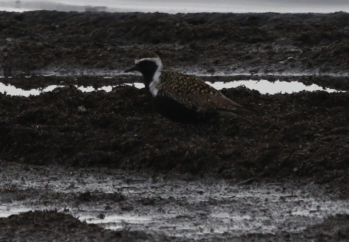 American Golden-Plover - ML341387001