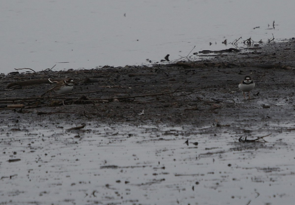 Semipalmated Plover - ML341387041