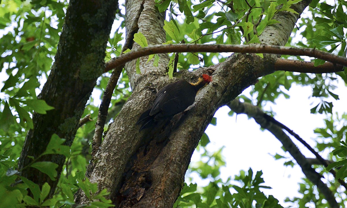 Pileated Woodpecker - ML341388481