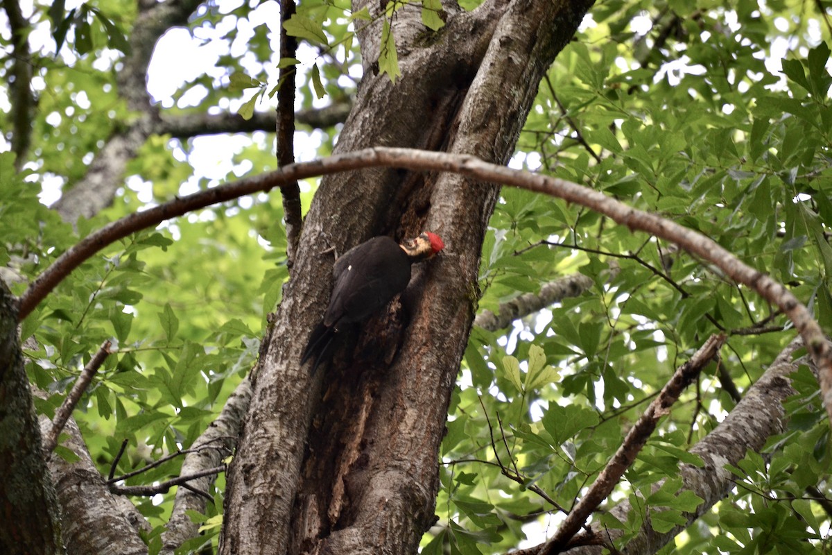 Pileated Woodpecker - ML341388511