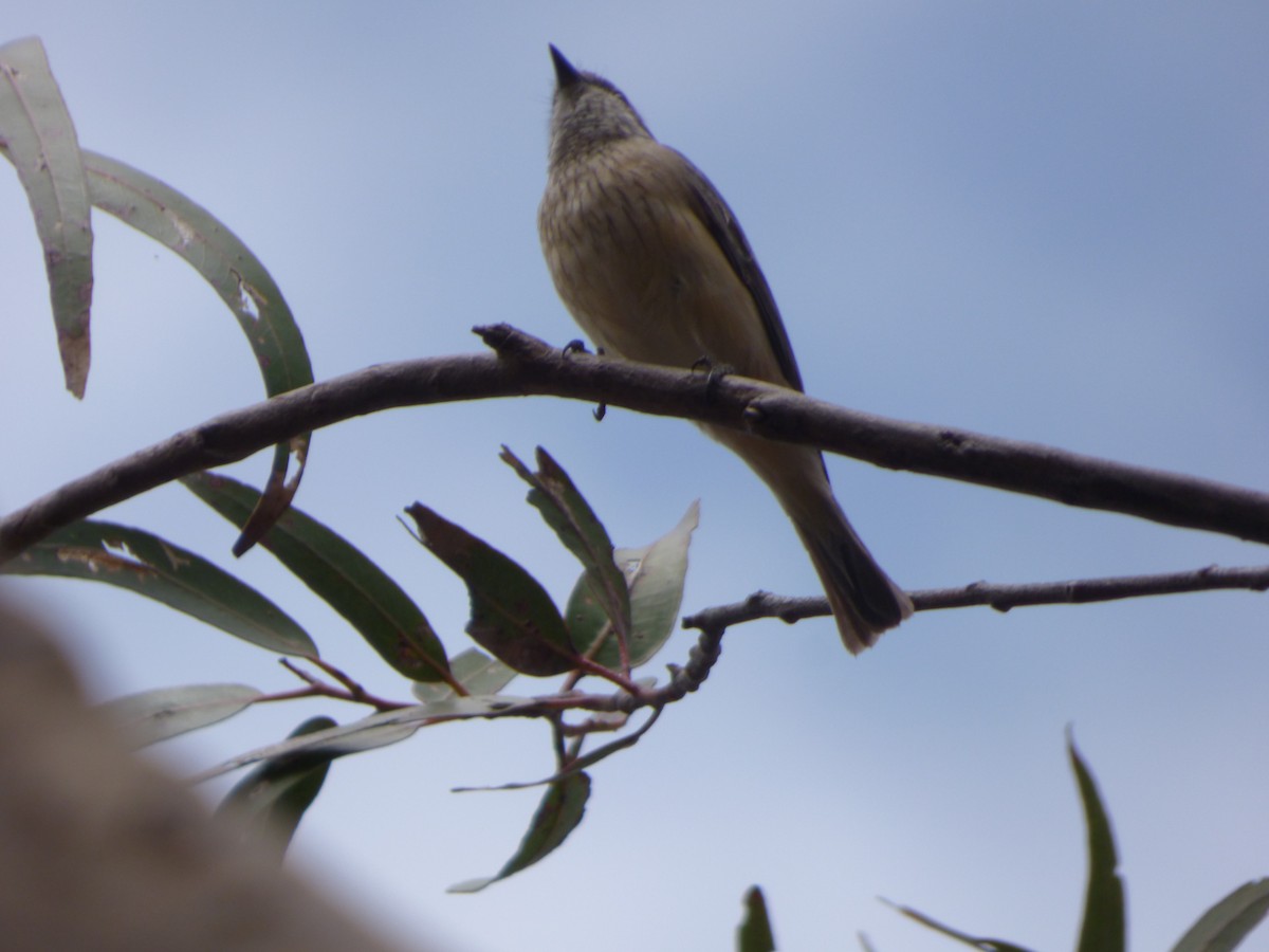 Rufous Whistler - ML341391431