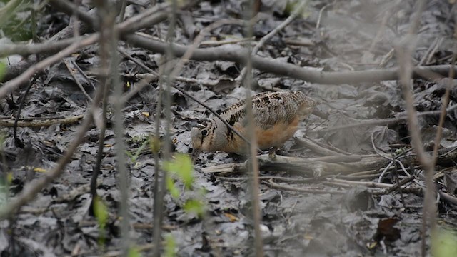 American Woodcock - ML341393991