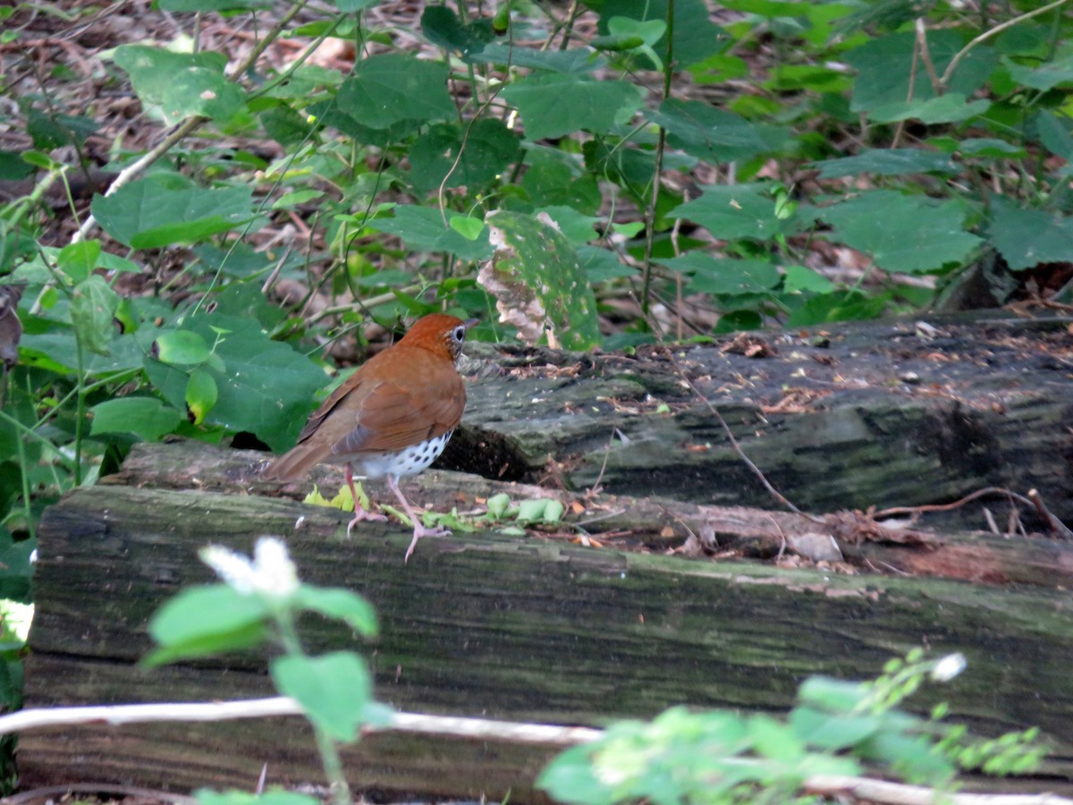 Wood Thrush - Matthew Torres