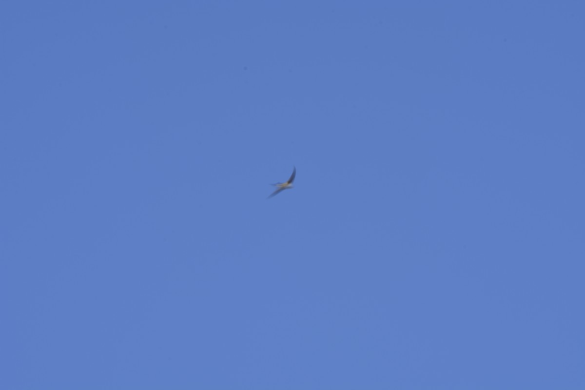 Andean Swift - ML341394841