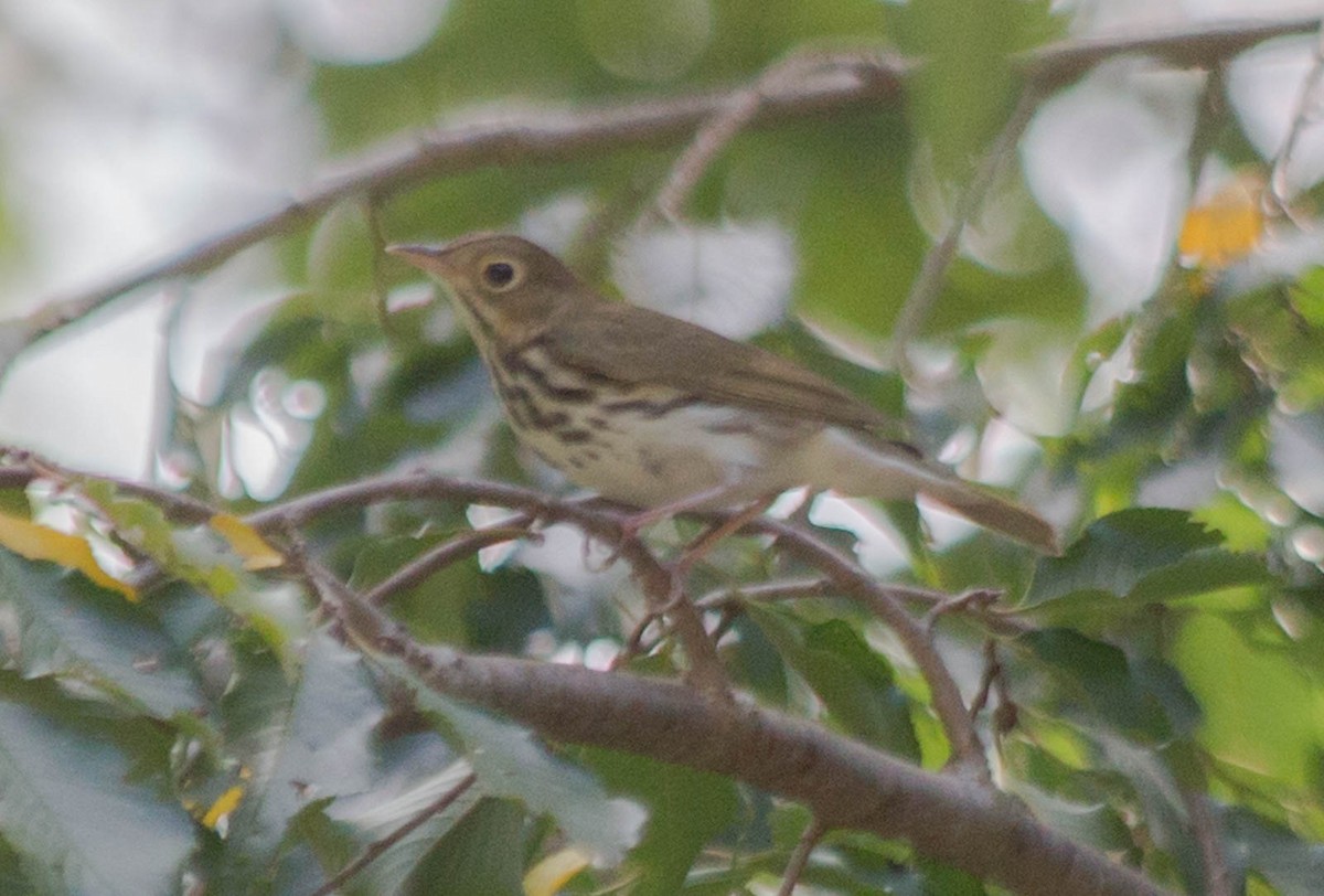 Ovenbird - ML34139571