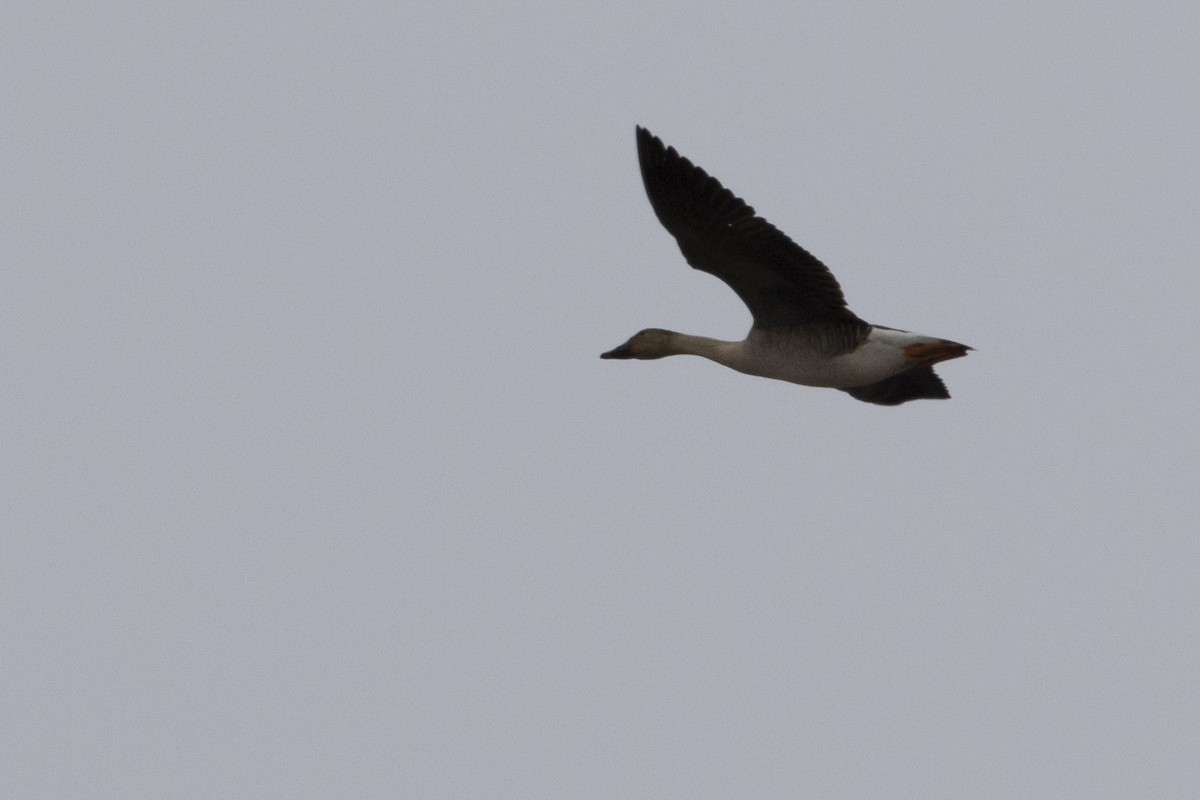 Taiga/Tundra Bean-Goose - Nick Hajdukovich