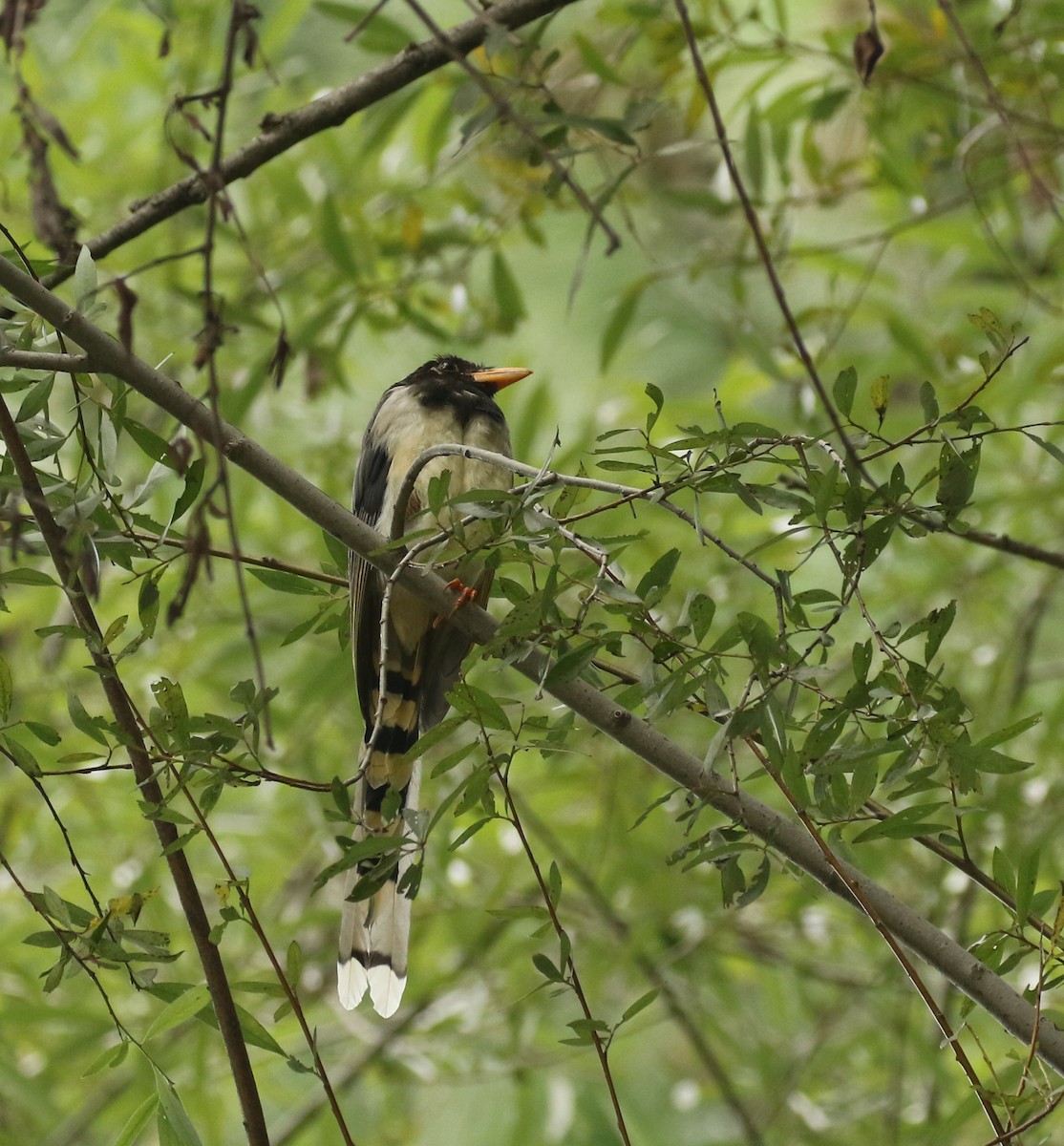 Red-billed Blue-Magpie - ML341397391