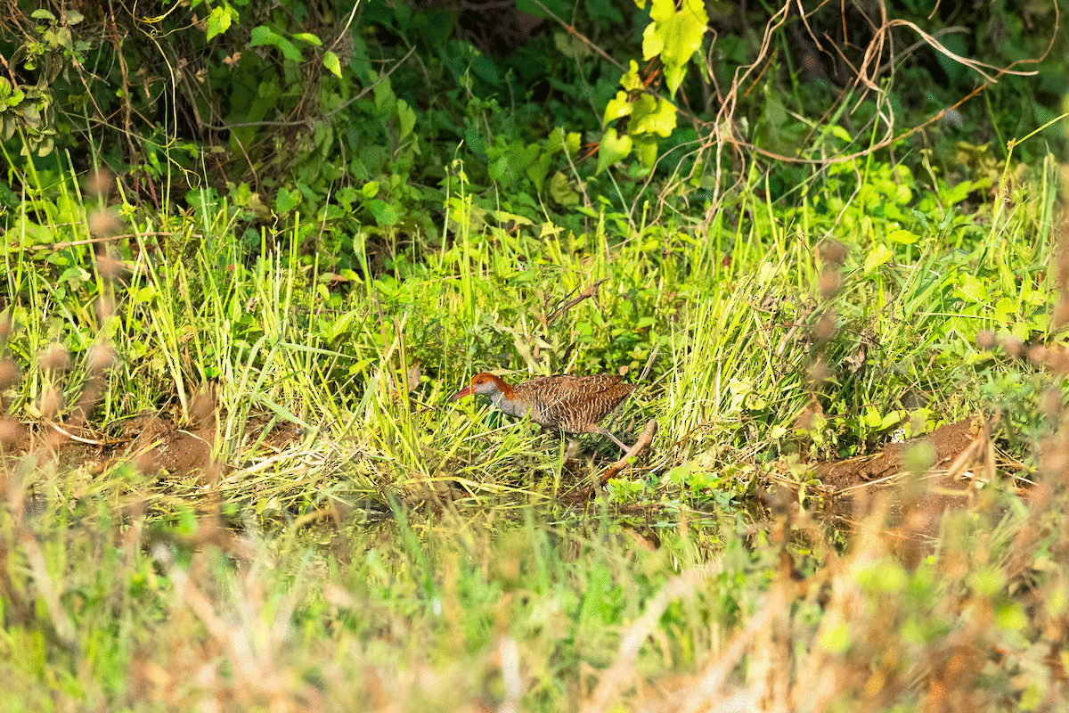 Slaty-breasted Rail - ML341397801