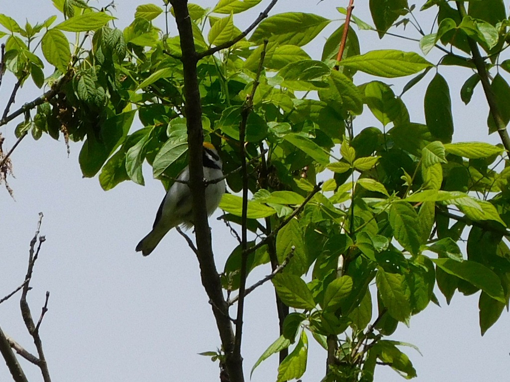 Golden-winged Warbler - ML341397881