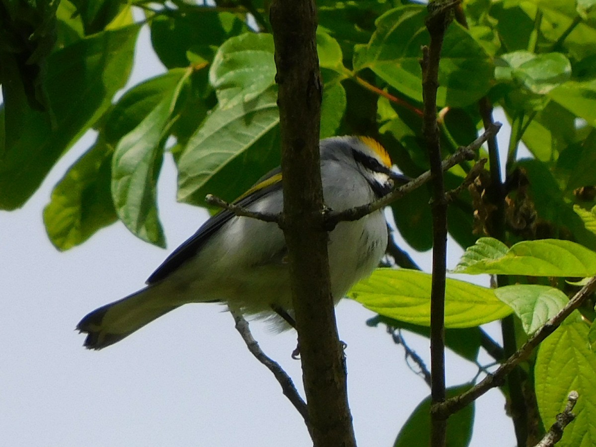 Golden-winged Warbler - ML341397891