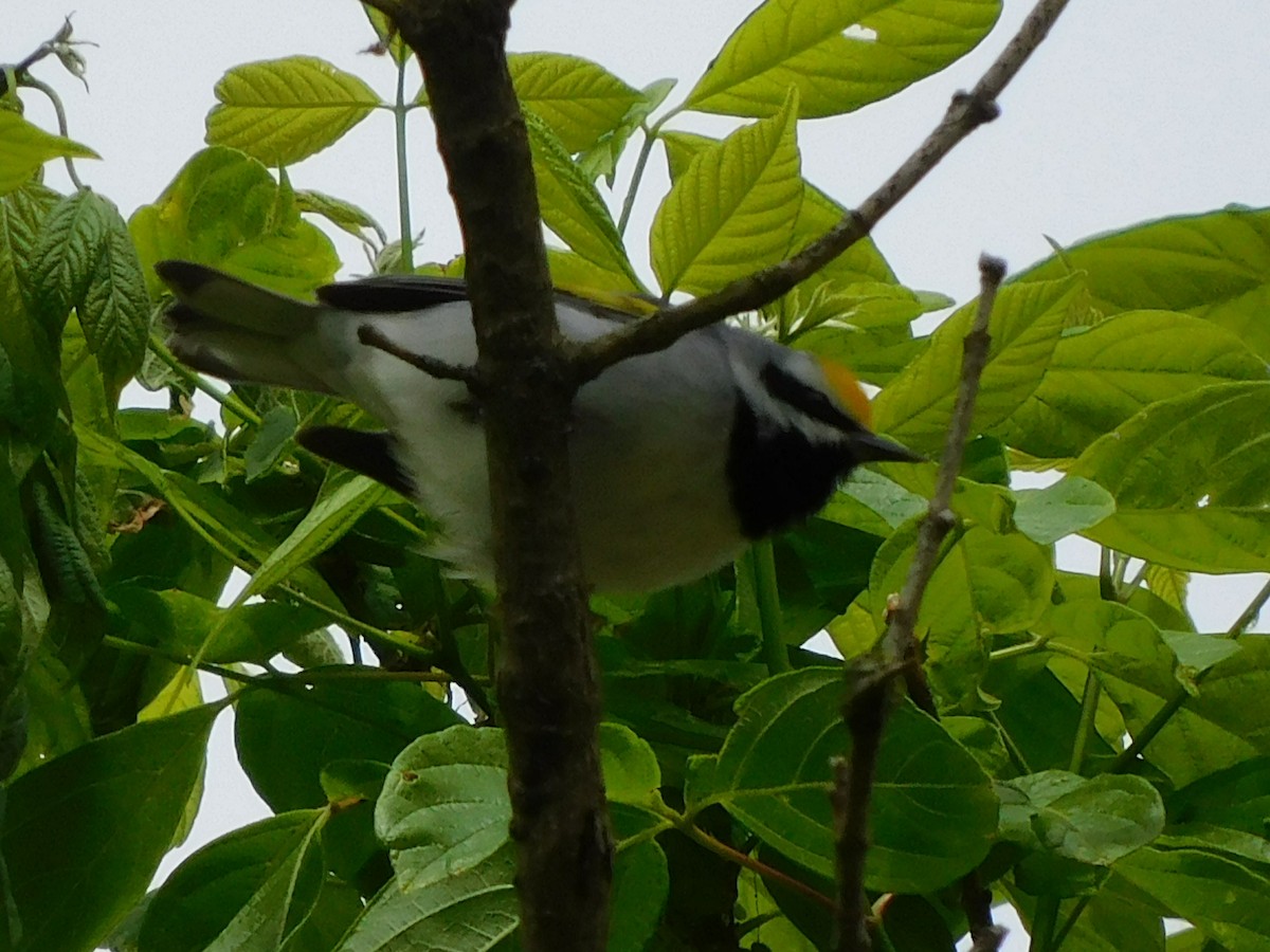 Golden-winged Warbler - Travis Philo