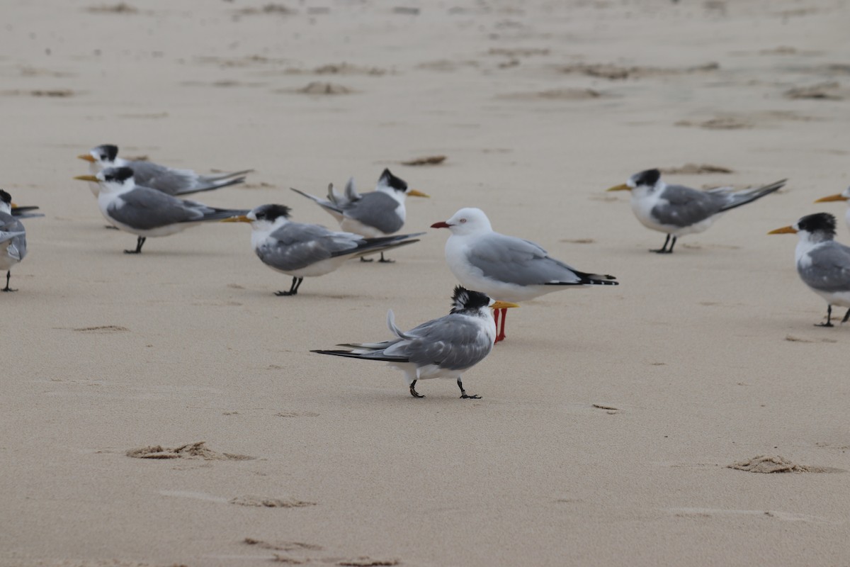 Great Crested Tern - ML341398231