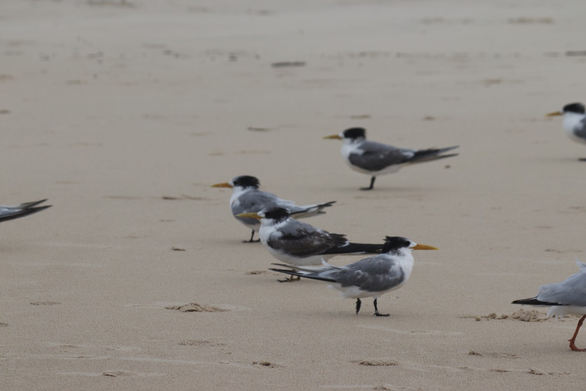 Great Crested Tern - ML341398281