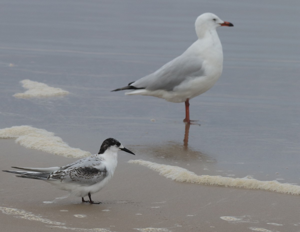 White-fronted Tern - ML341398321