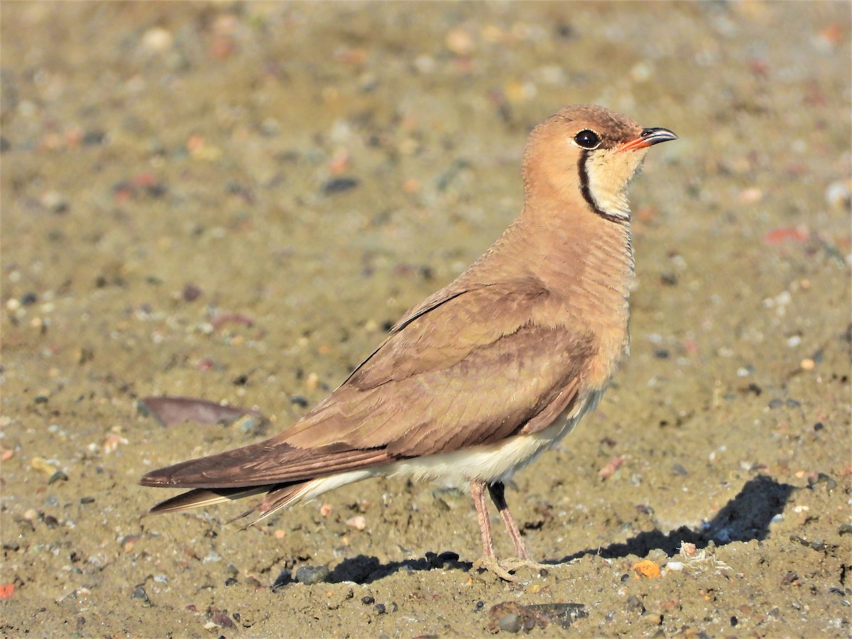 Oriental Pratincole - ML341400061