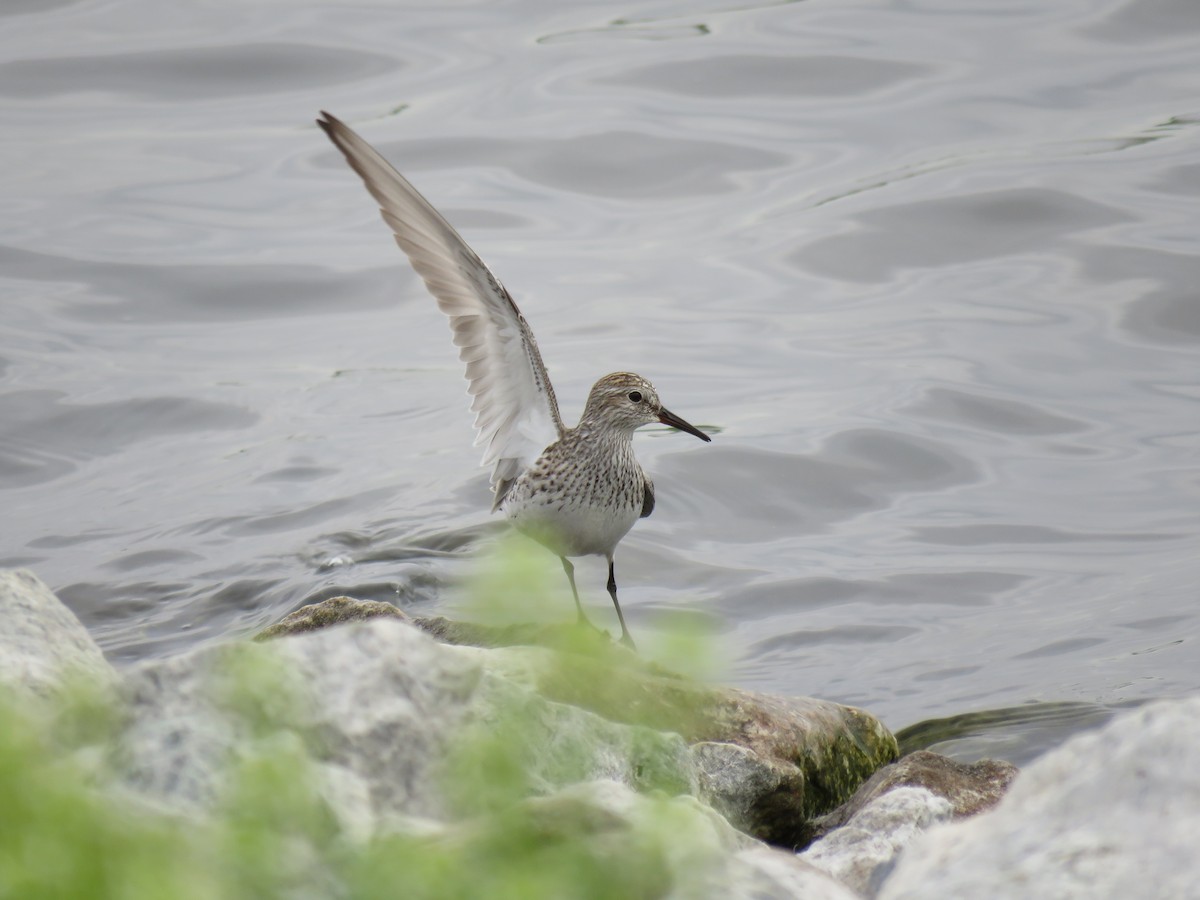 White-rumped Sandpiper - ML341400461