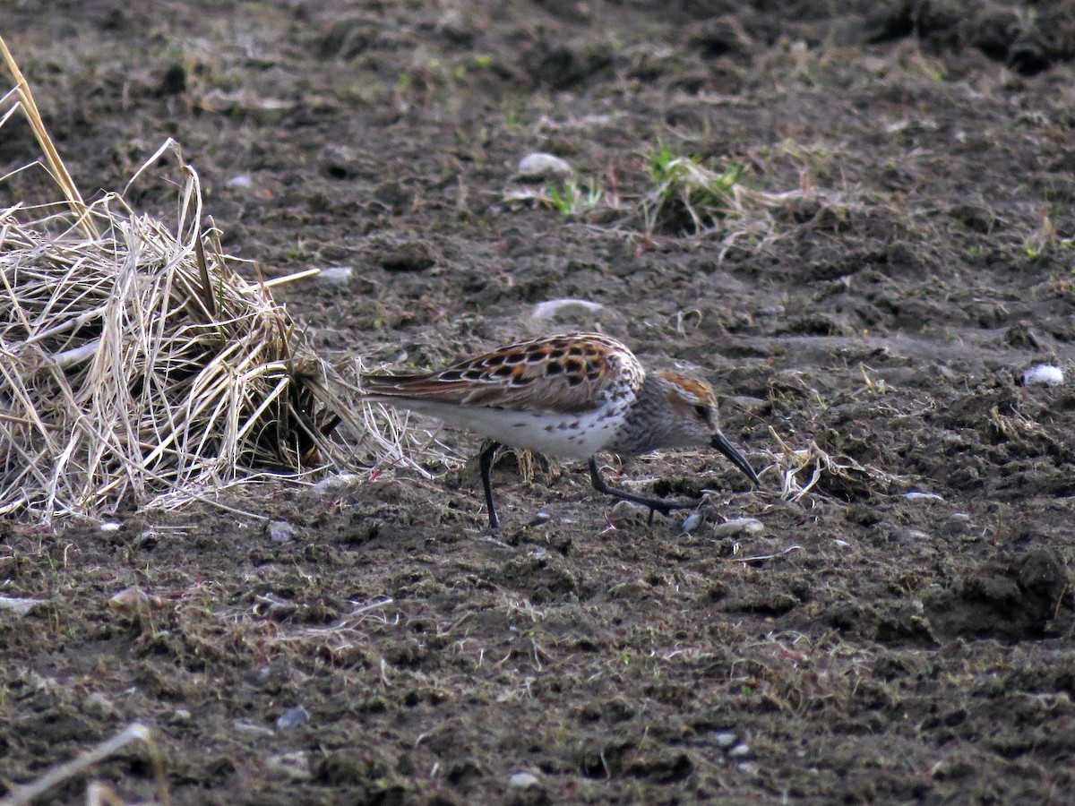 Western Sandpiper - ML341401991