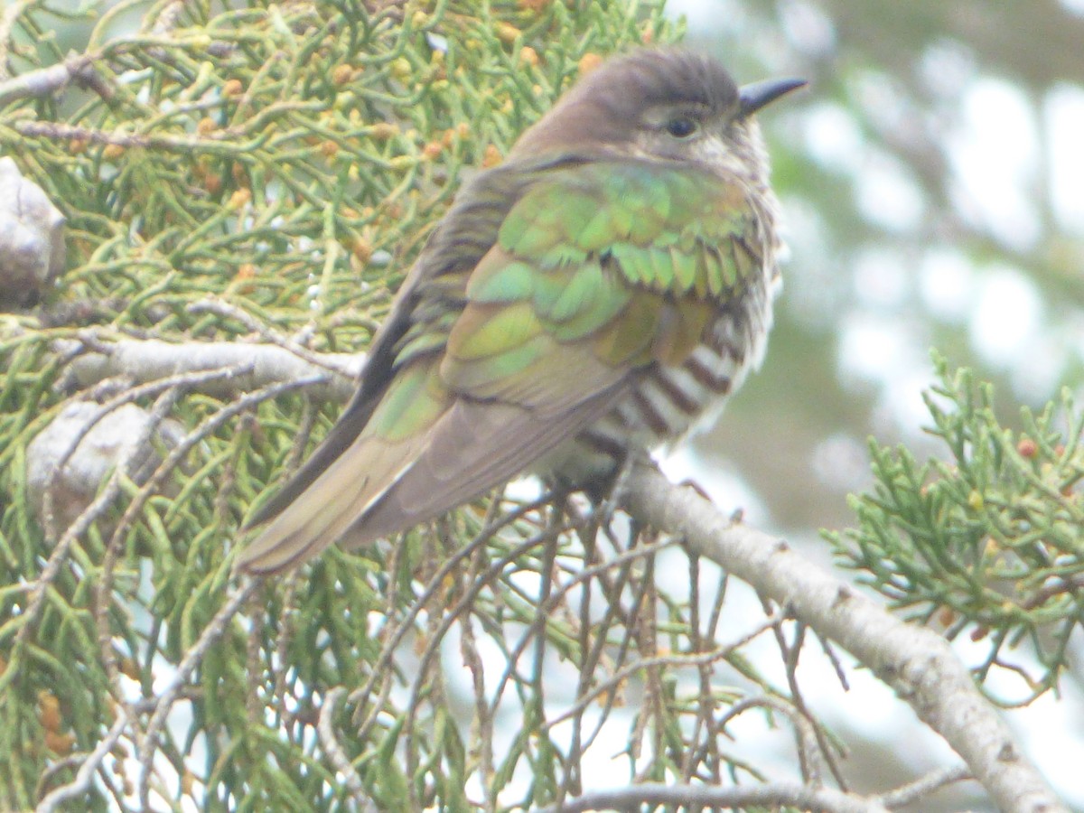 Shining Bronze-Cuckoo - ML341402551