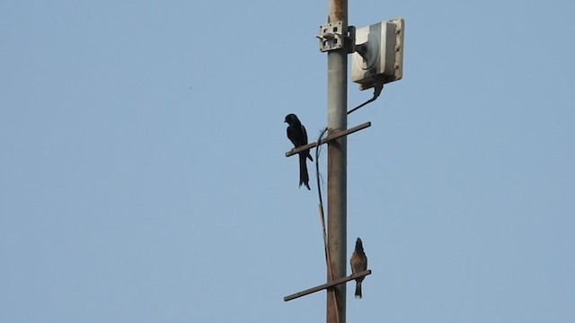 Red-vented Bulbul - ML341403551