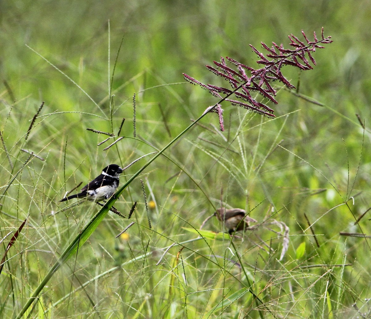 Morelet's Seedeater - Georges Duriaux